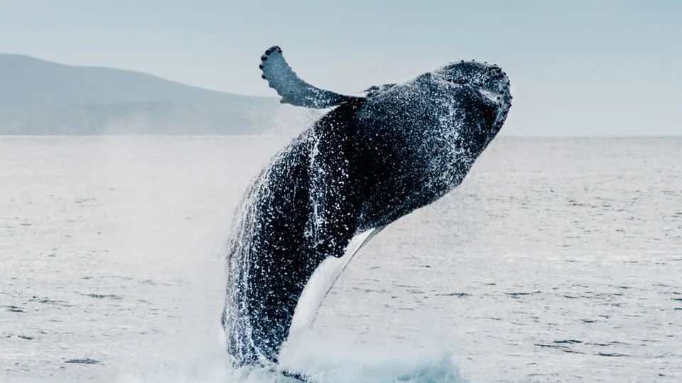 Balena che salta fuori dall'acqua